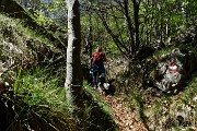 16 Sentiero nel bosco di prevalente faggeta